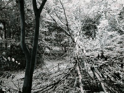 Broken branch in clearing