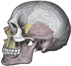 Small diagram of human skull