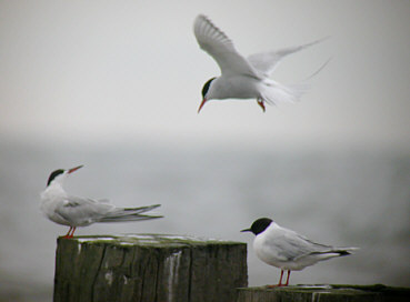Terns flying near warf post