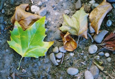 Fallen leaf among stones