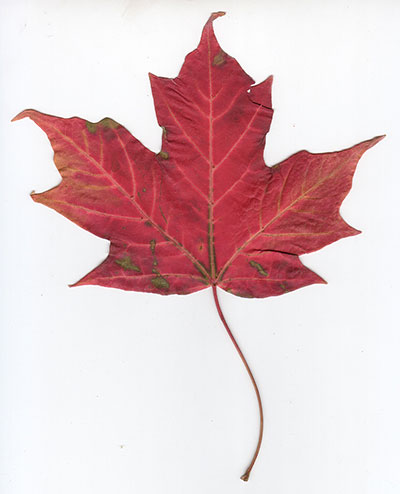 August Maple Leaf dor Canada day
