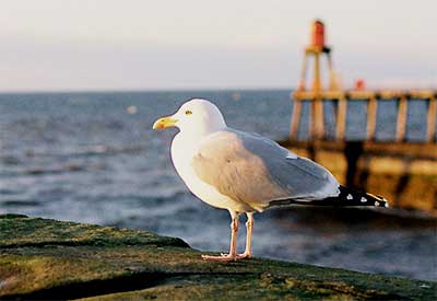 All seagulls are called Boris...