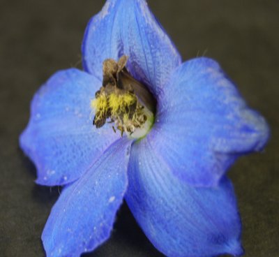 Delphinium flower mimics bee
