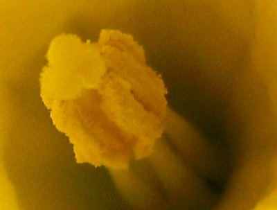Normal resolution crop of the daffodil middle bits
