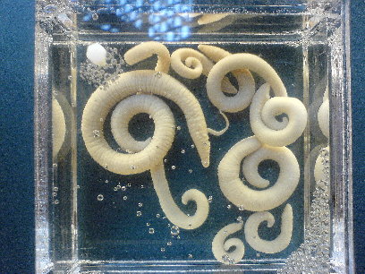 newty wormy things in a perspex box