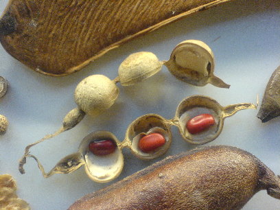 seeds in a pod