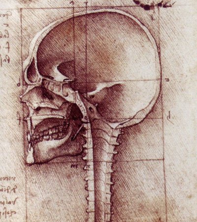 Skull cross section drawn in dark red or wine pencil on greyish paper