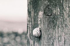 Snail on signpost