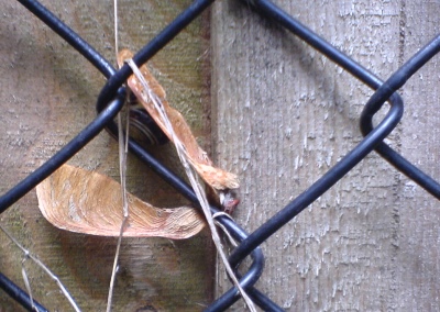 Sycamore seed in chain link fence